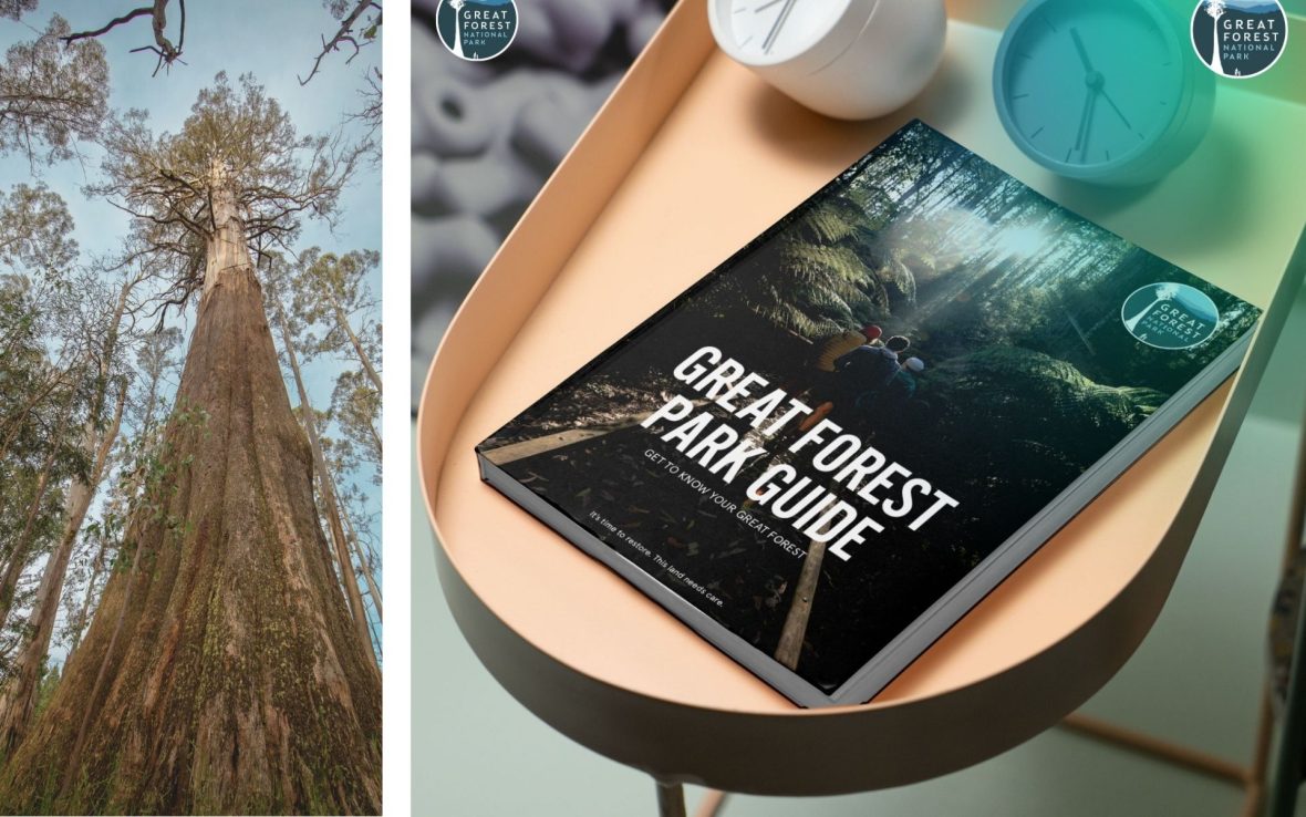Left: A view looking up the trunk of a giant tree in Great Forest National Park; Right, a guidebook called Great Forest Park Guide rests on a small oval table.