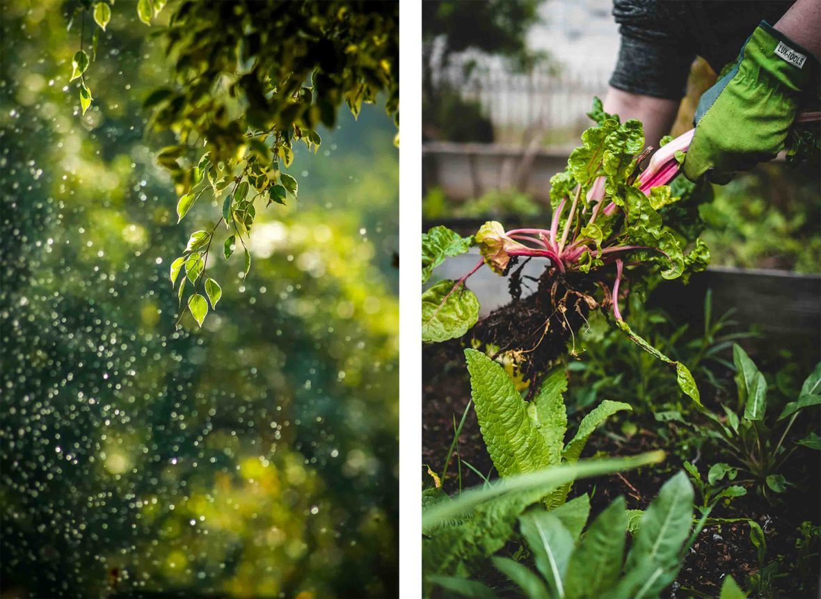Left: Green trees in soft sunlight. Right: Hands are seen pulling vegetables from the earth.