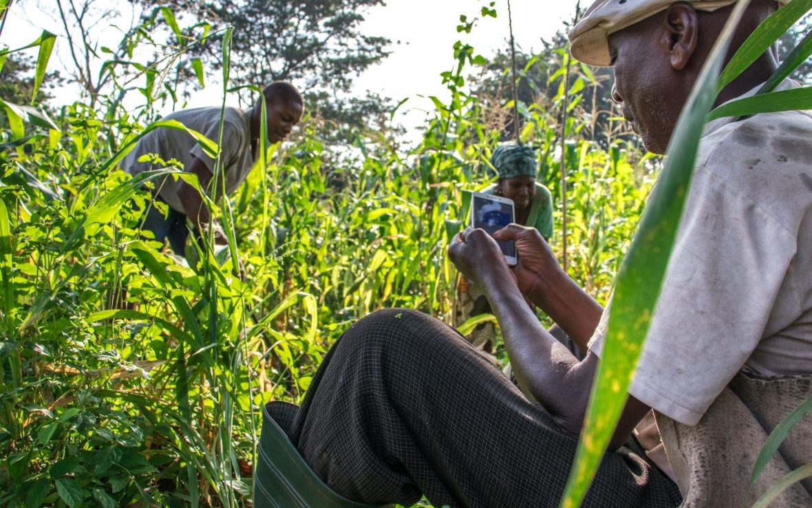 Farmers in a field of crops