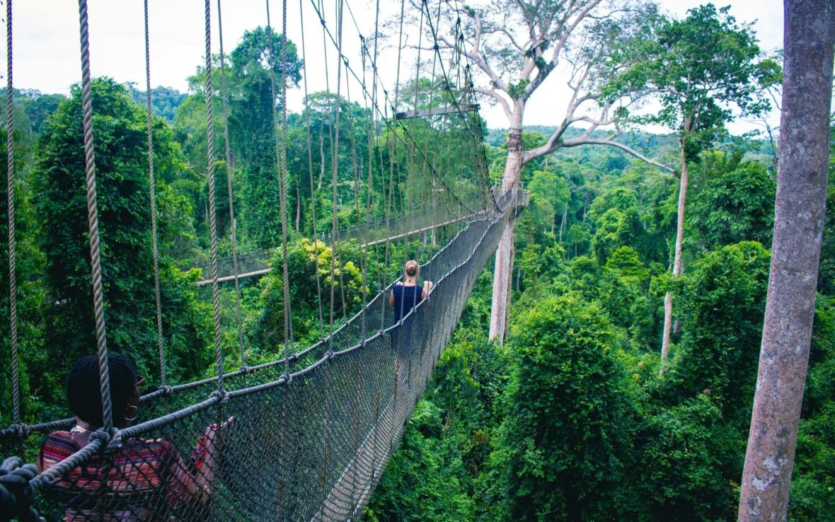 A canopy bridge surrounded by lush forest