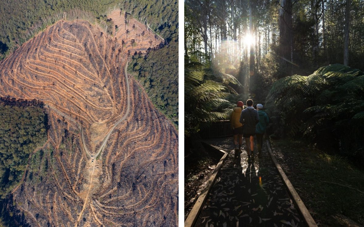 Left: An aerial image of a naked hilltop stripped of its trees.; Right: Hikers walk on a trail through a fern forest, with the sun peeking through the trees up ahead.