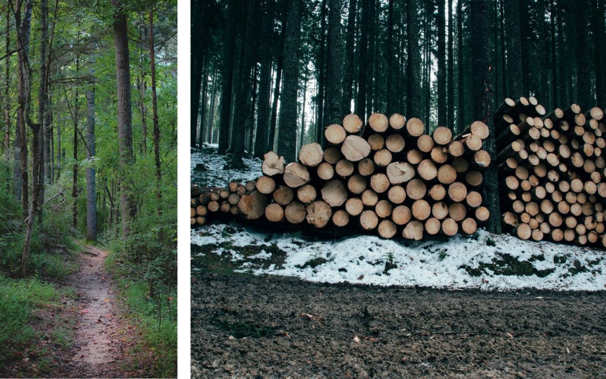 Left, an image of a dirt path though a pine forest. Right, a stack of logs harvested from a forest.