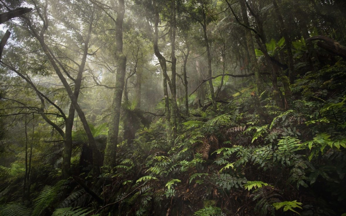 The people’s park: Activists in Australia are creating a national park… government approval or not