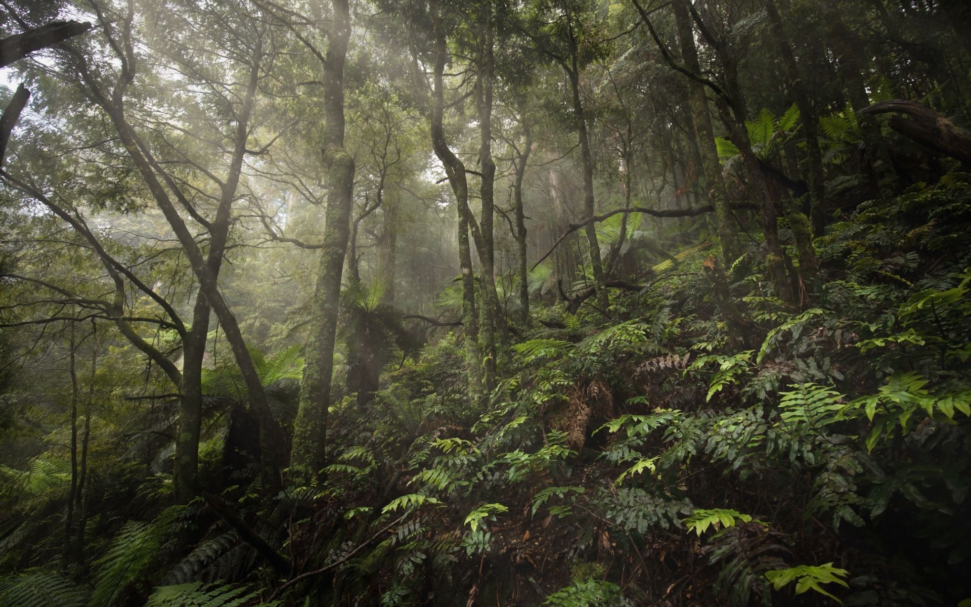The people’s park: Activists in Australia are creating a national park… government approval or not