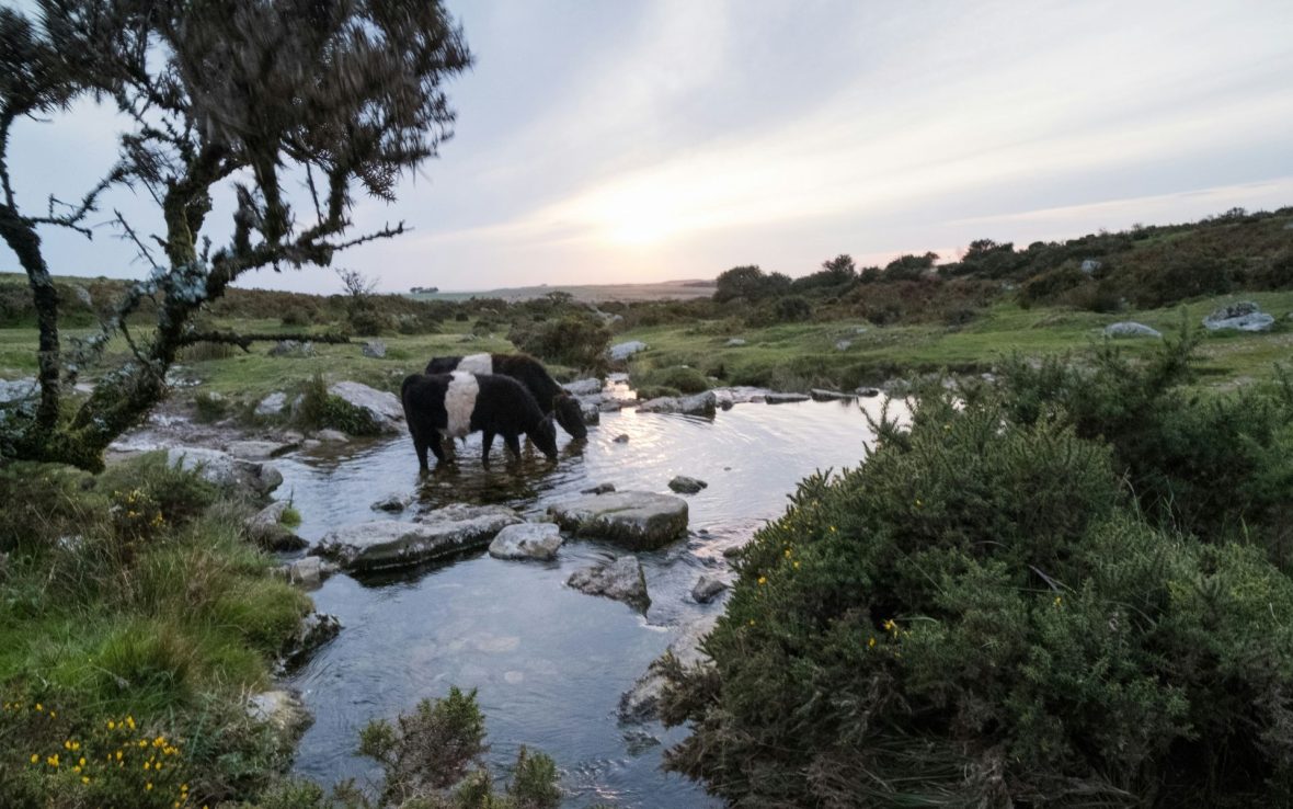 Two cows drink from a stream on an overcast day at Dartmoor National Park in England