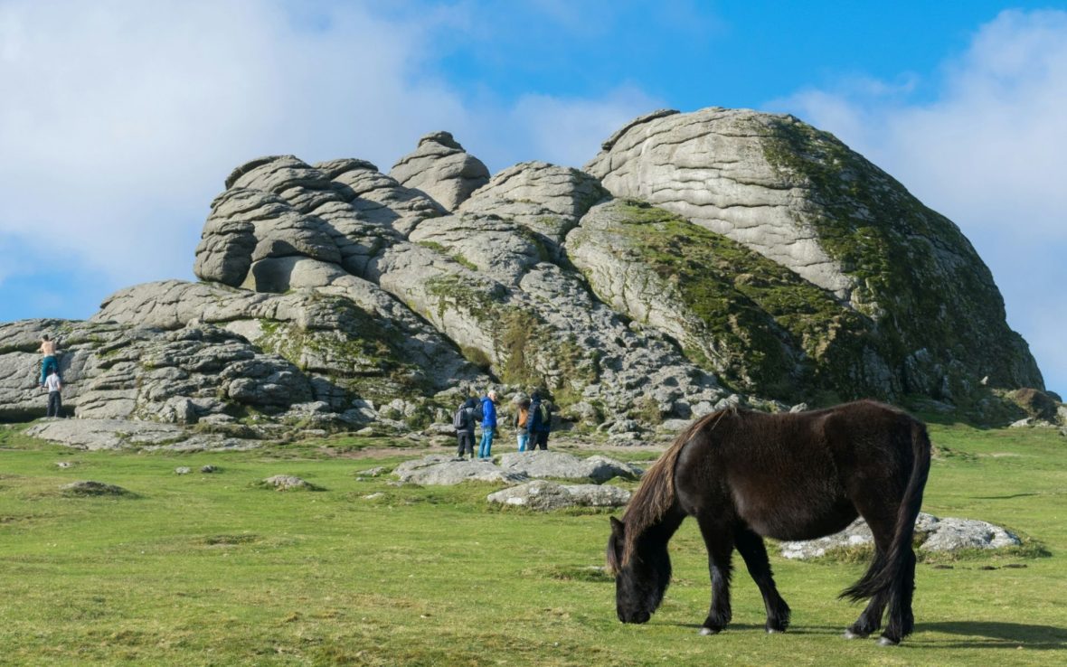 A horse grazes in front of a rock formation at Dartmoor National Park on a sunny day.