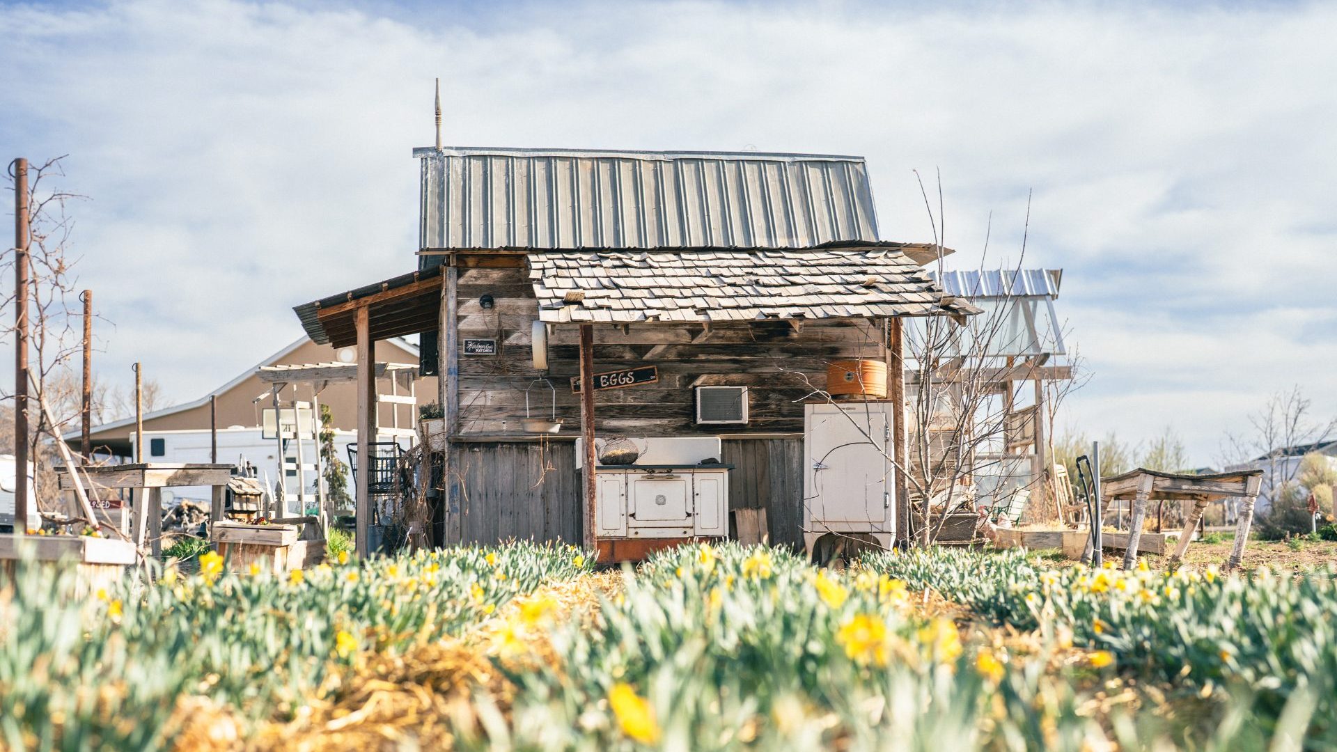 Small brown farm cottage in front of tulip flower beds