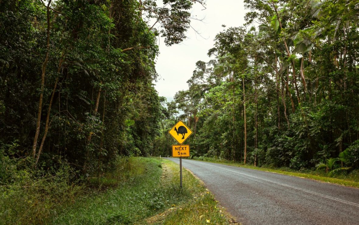 A yellow road sign in the rainforest depicting 'cassowary crossing'