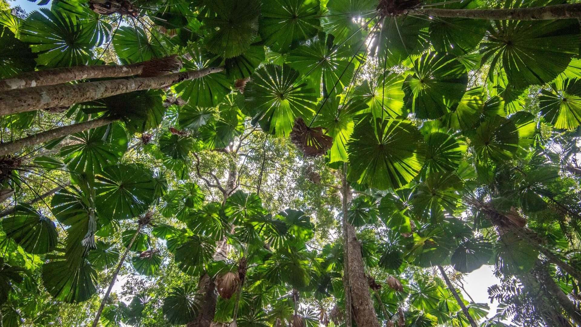 Looking up at a canopy of umbrella leaves