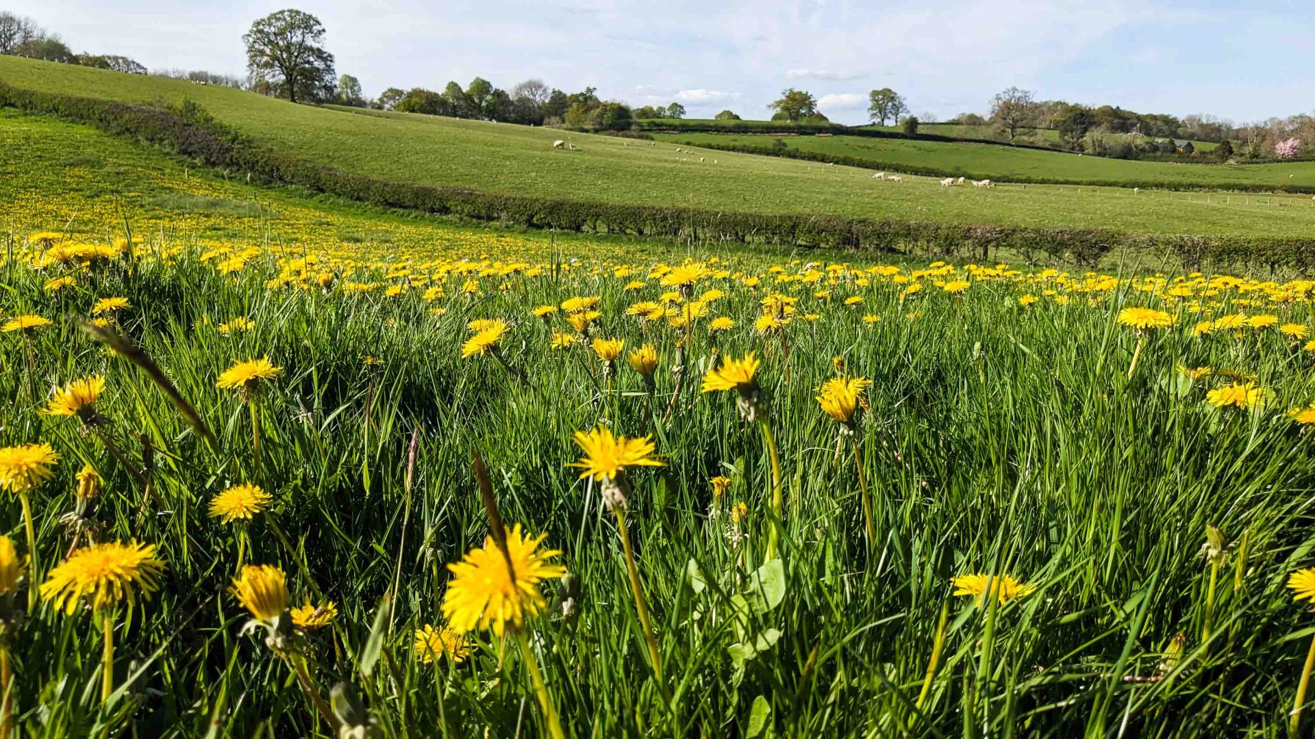 A field full of yellow flowers.