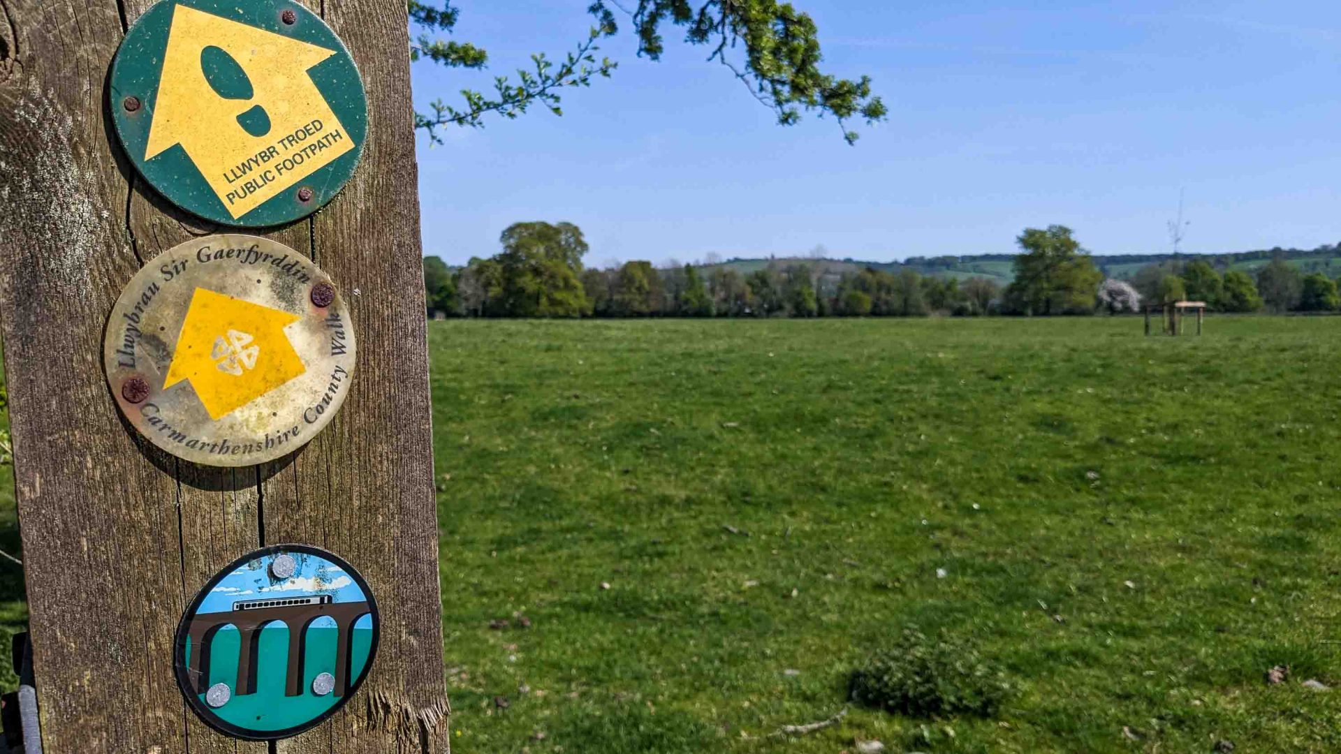 Three signs on a tree give directions of where to go.