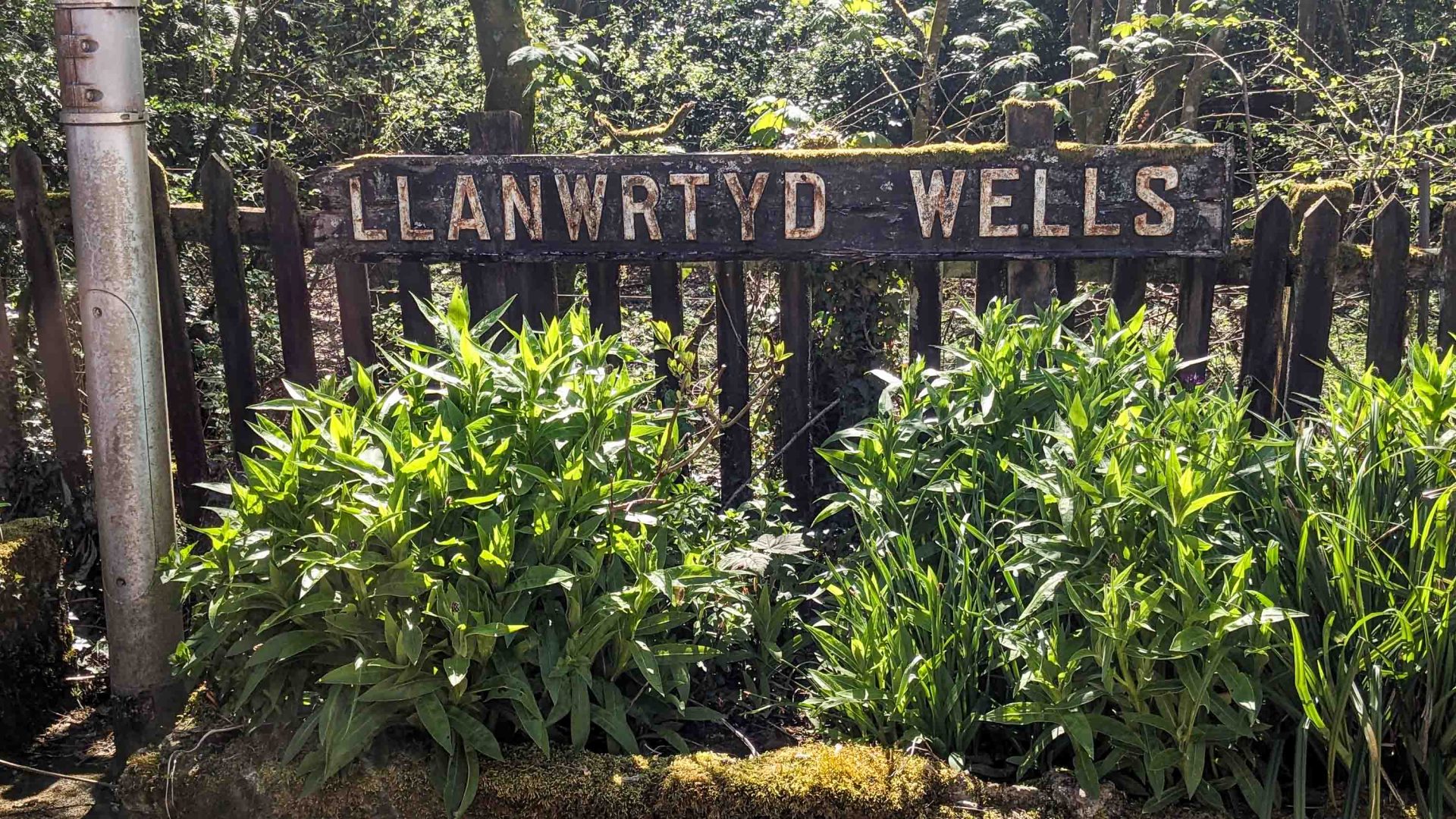 A sign for a train station in amongst some plants.