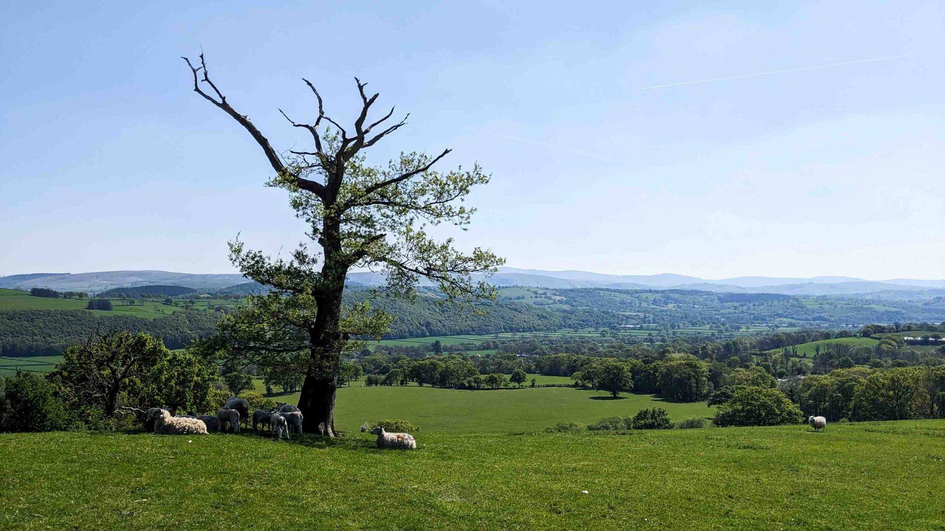 A meadow with sheep in it.