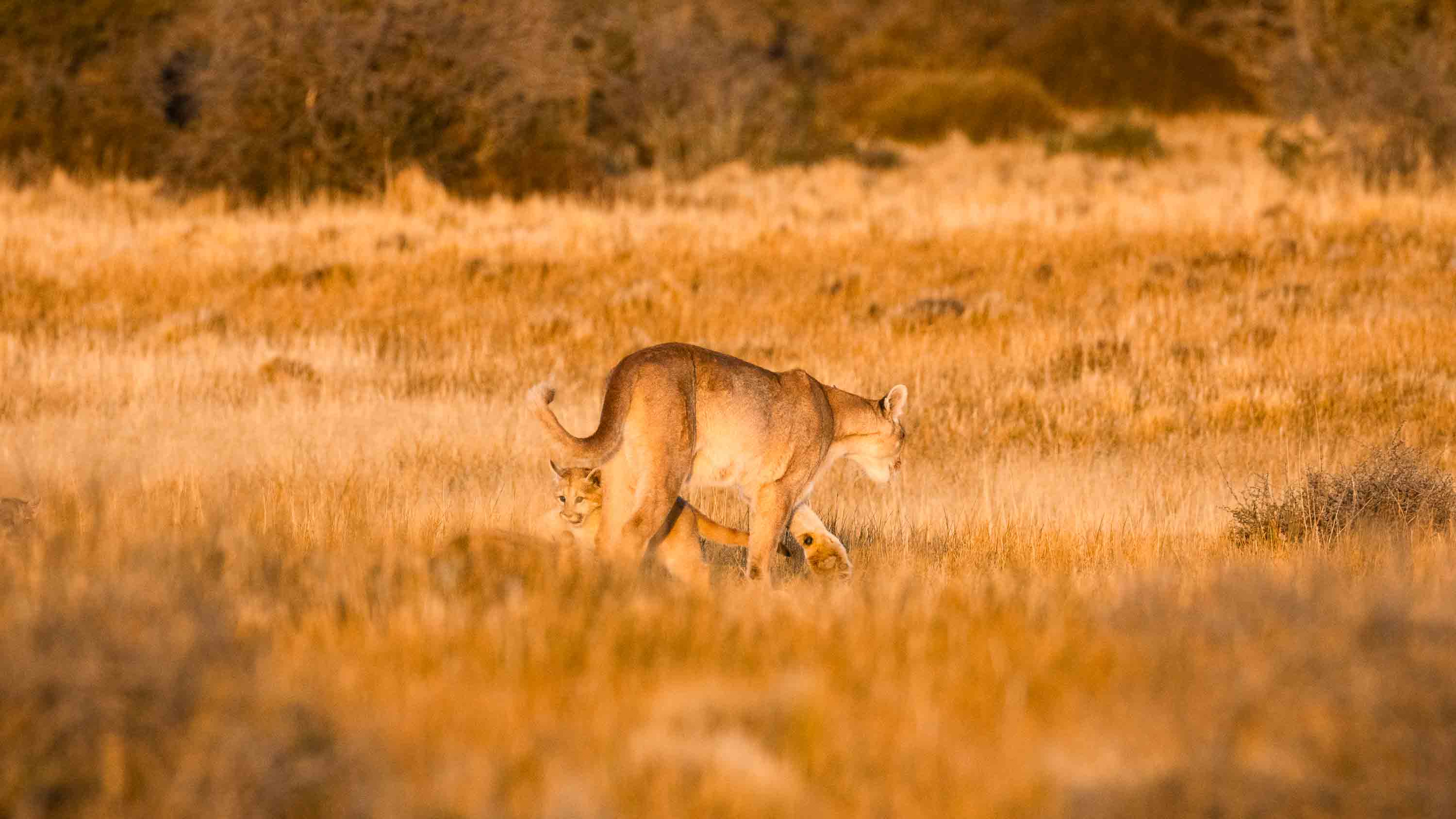 Hunted to treasured: One woman’s mission to protect Pumas in Chile’s remote southern pampas