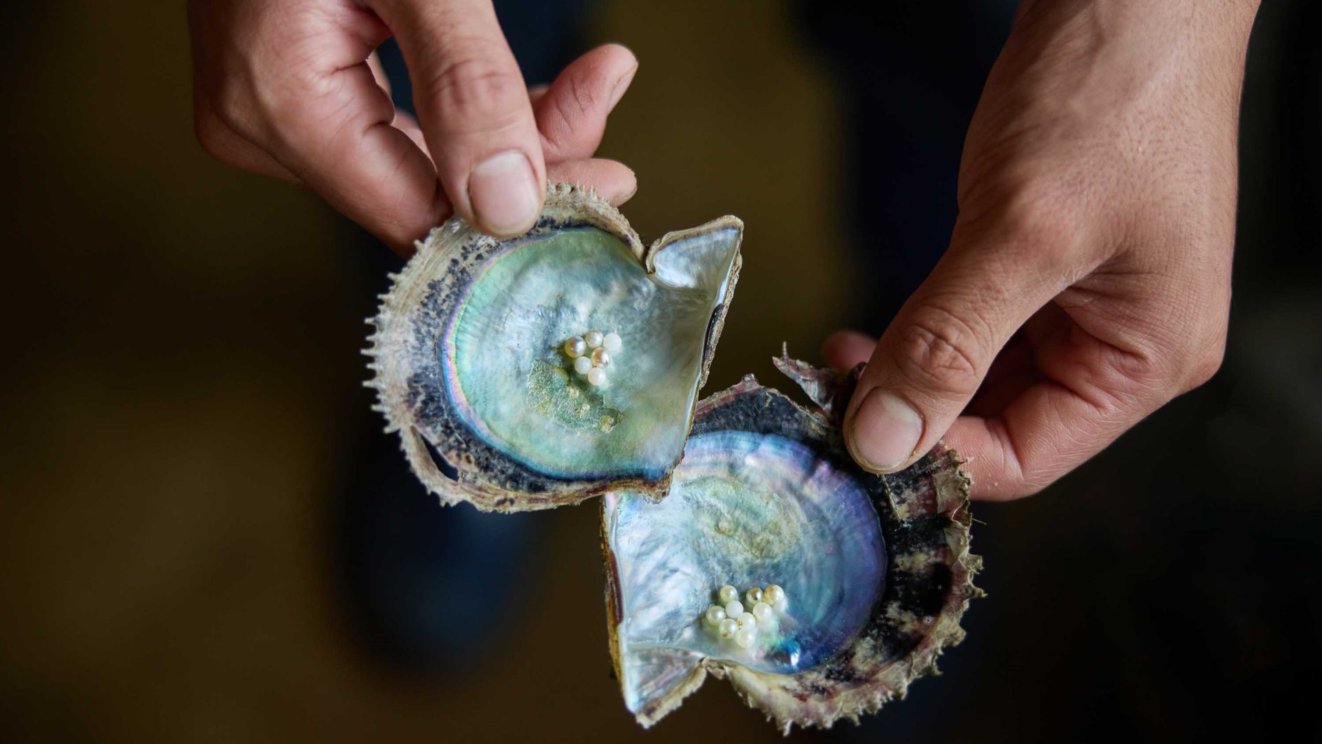 Hands hold out some pearls from a dive, still in their shell.