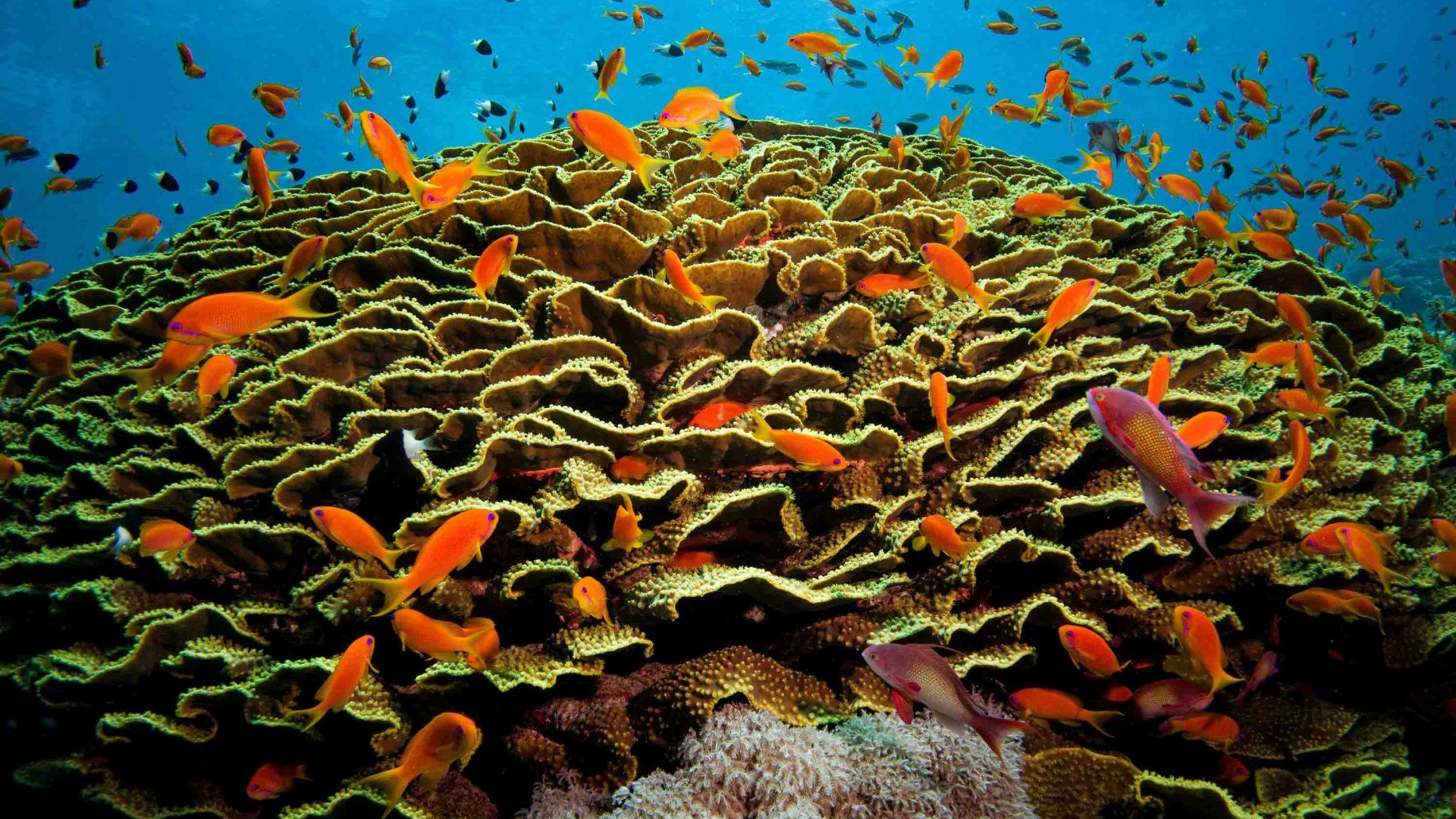 Brightly colored orange fish swim among the coral