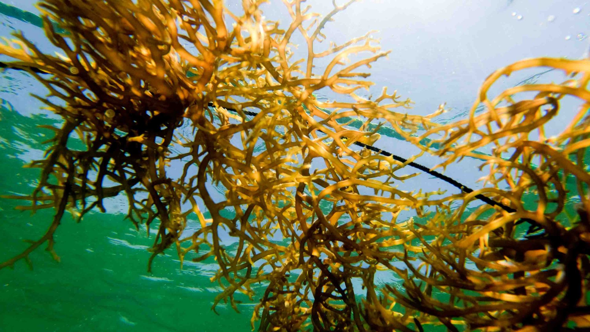 Seaweed floating in the sea.