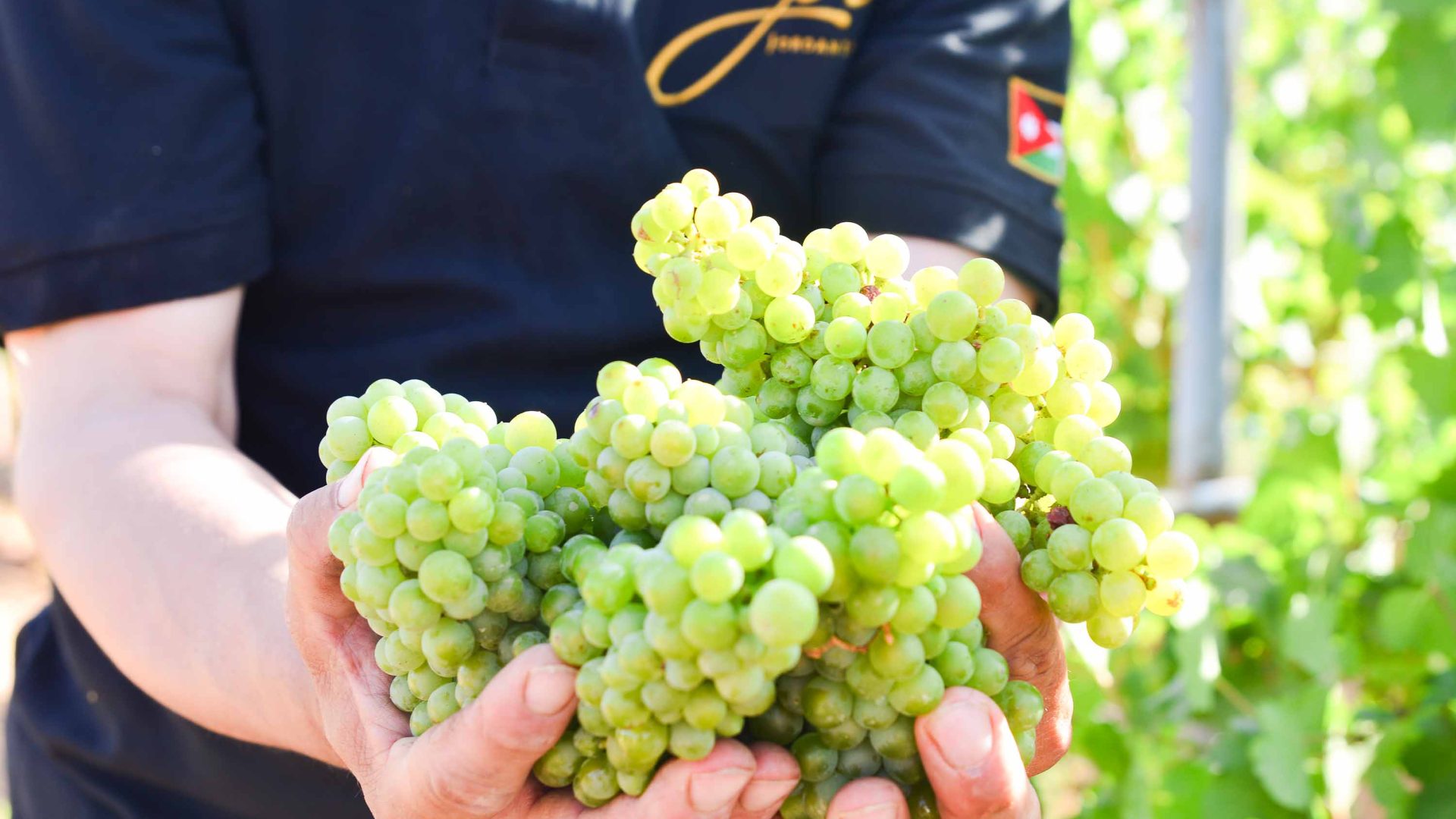 A womans hands hold a bunch of green grapes.