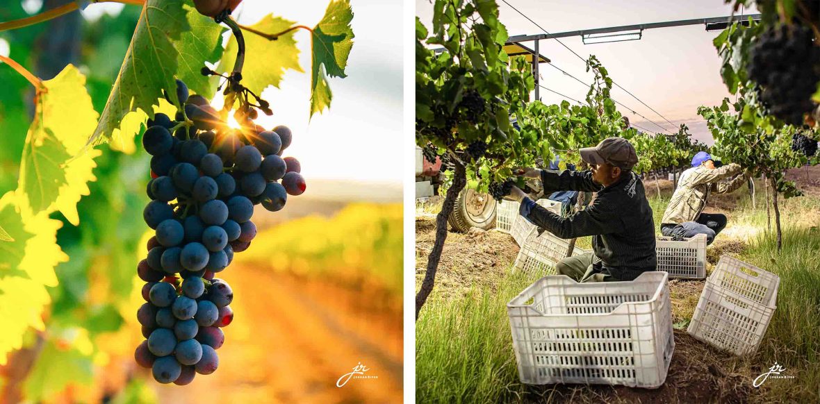 Left: Grapes ona vine. Right: Two people harvest grapes from a vine.