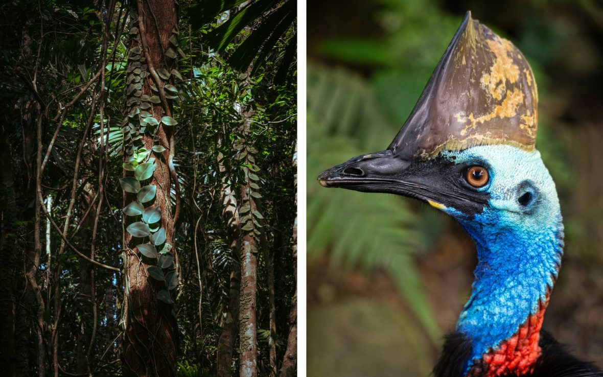 Left: Vines grow over a tree in the thick rainforest; Right: Side profile of a bird's head with blue and reck neck feathers