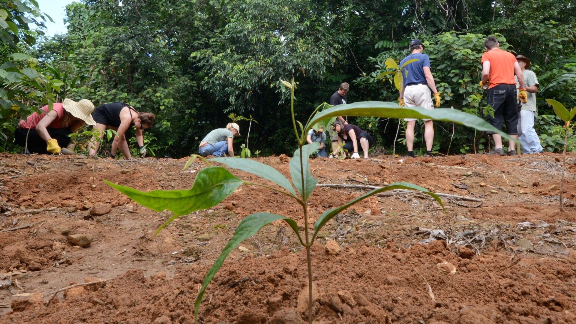 A seedling grows in the foreground, planters work in the background