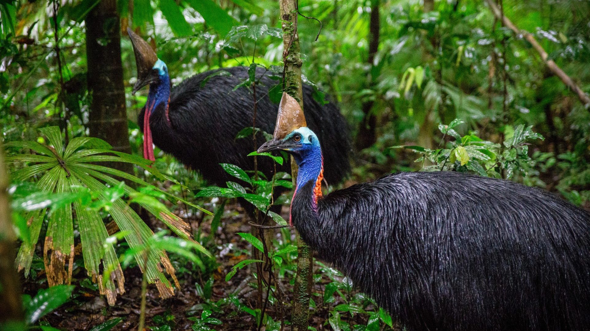 Meet the team trying to protect Australia’s ‘living dinosaur’, and the 180 million year old rainforest it calls home