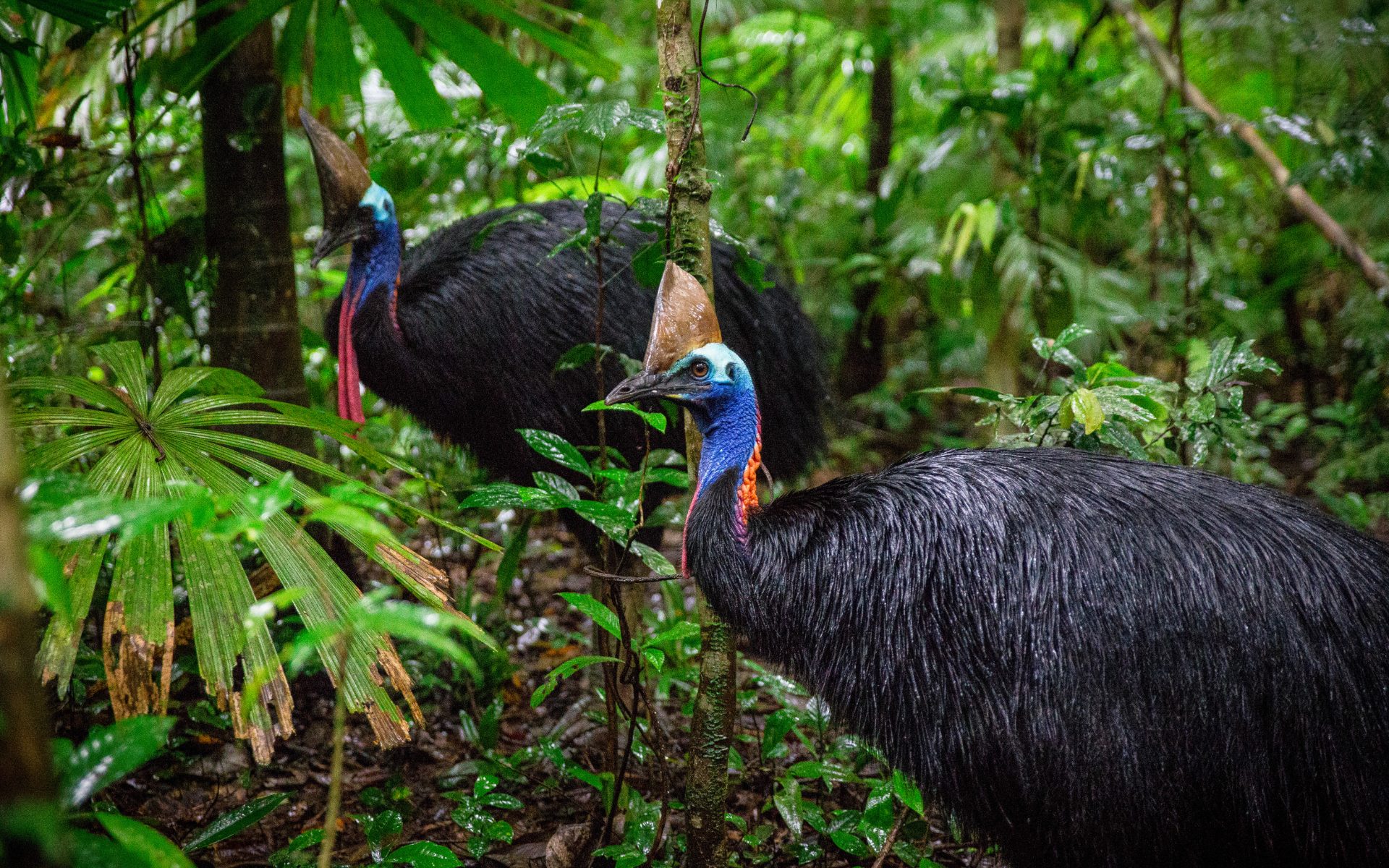 Meet the team trying to protect Australia’s ‘living dinosaur’, and the 180 million year old rainforest it calls home
