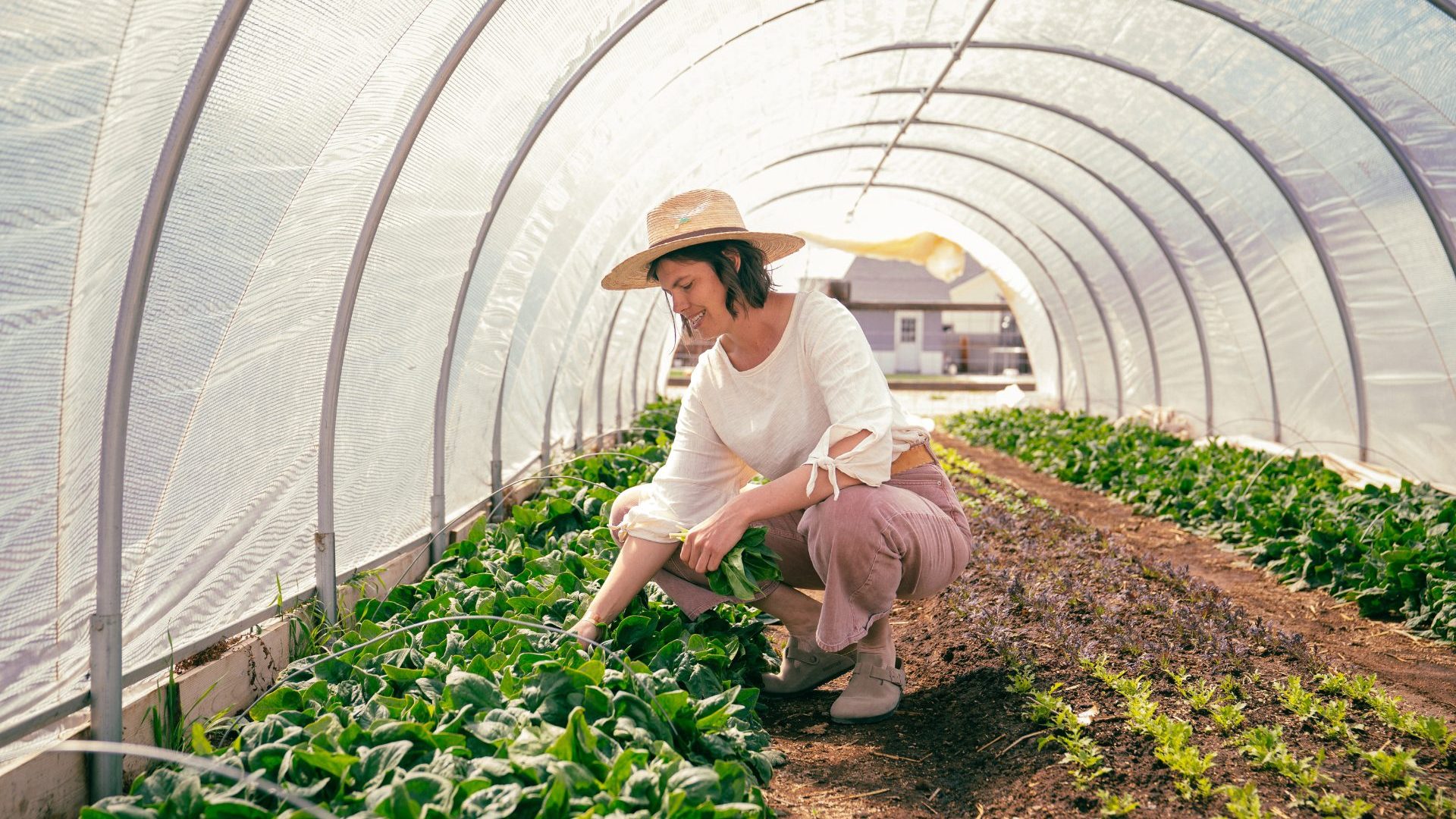 Woman kneels to pick greens from a lettuce bed