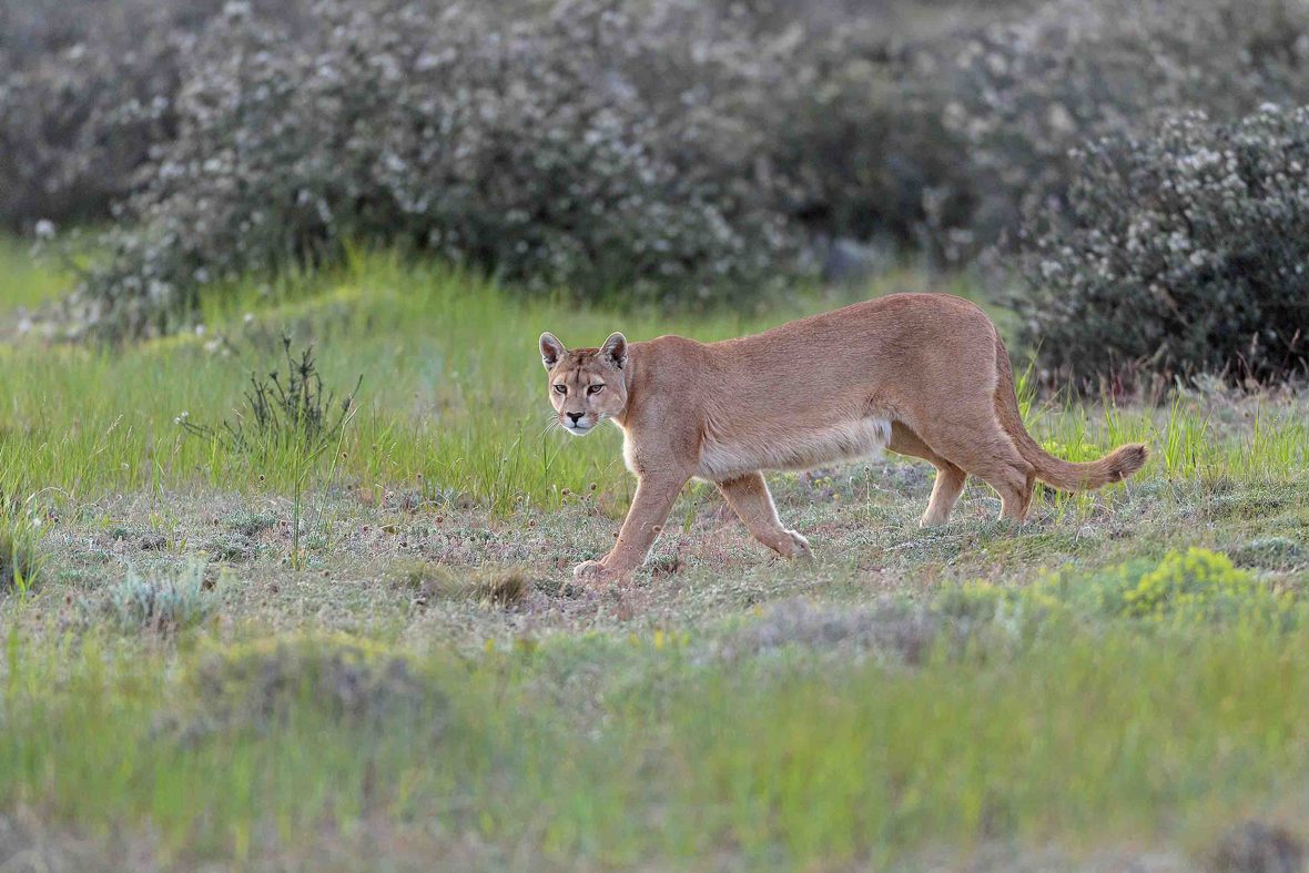 One woman’s mission to protect the pumas of Chile’s southern pampas