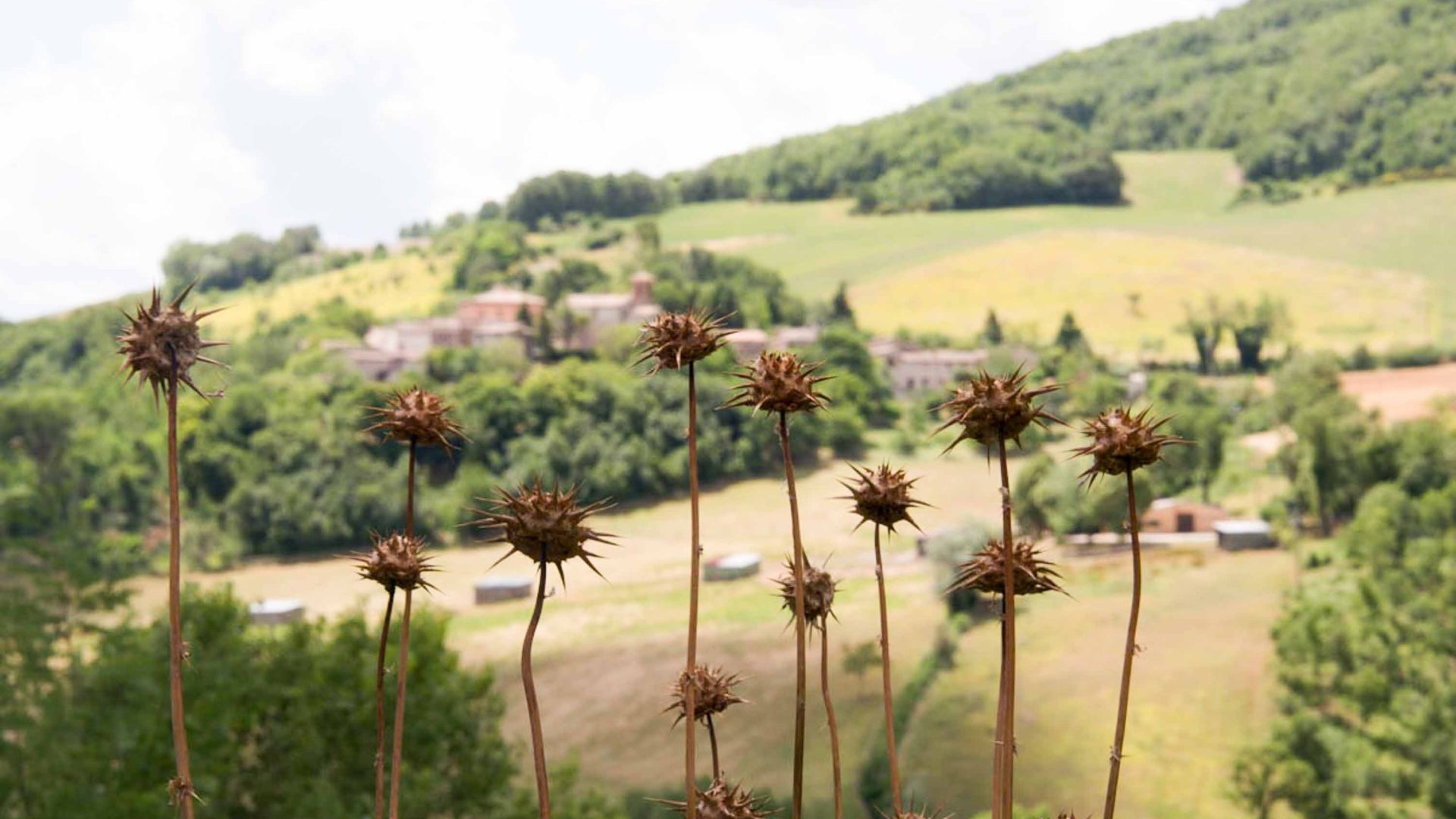 Brown plants in the foreground and hills with houses in the background.