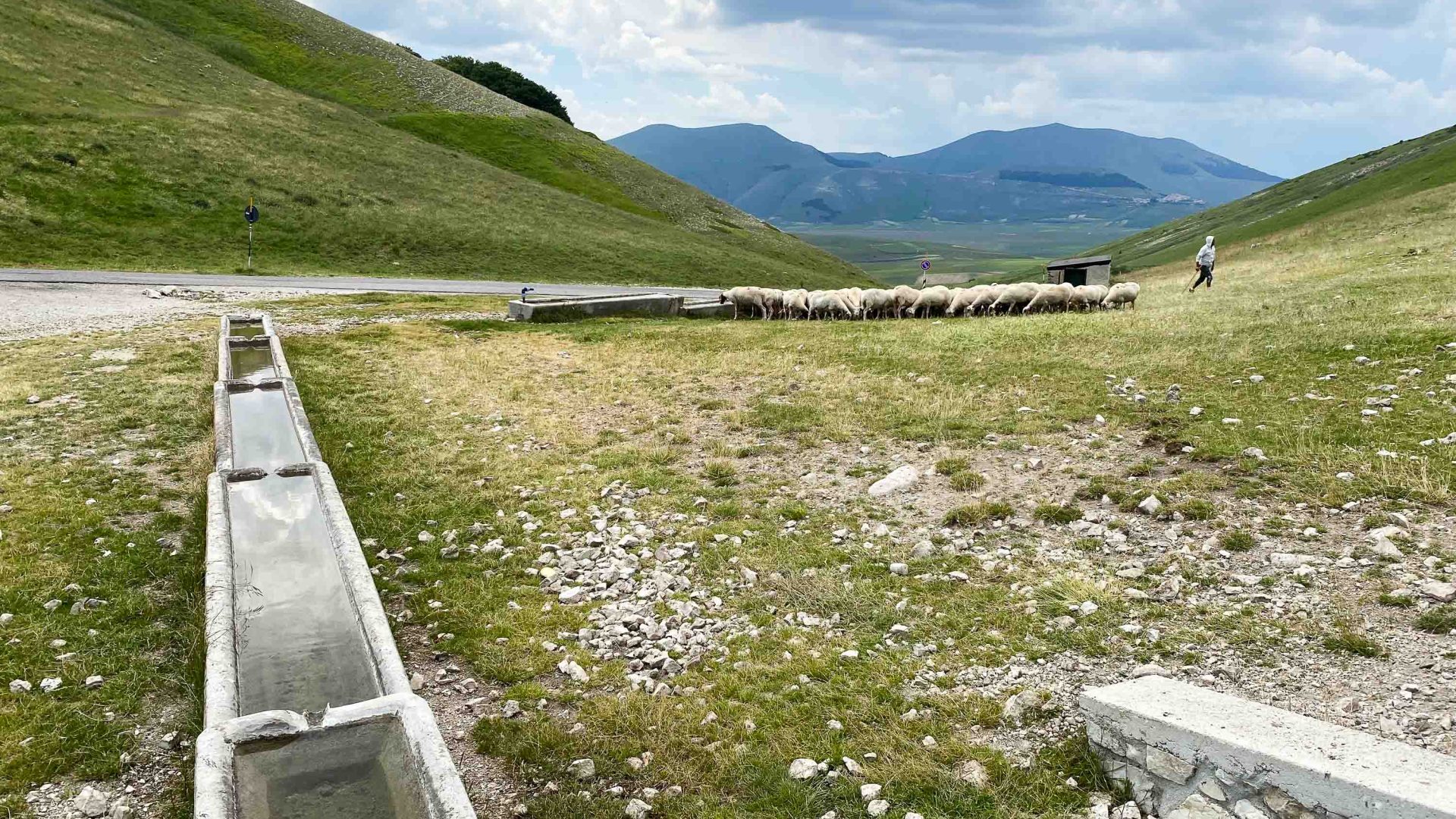 A shepherd walks his sheep through pastures.