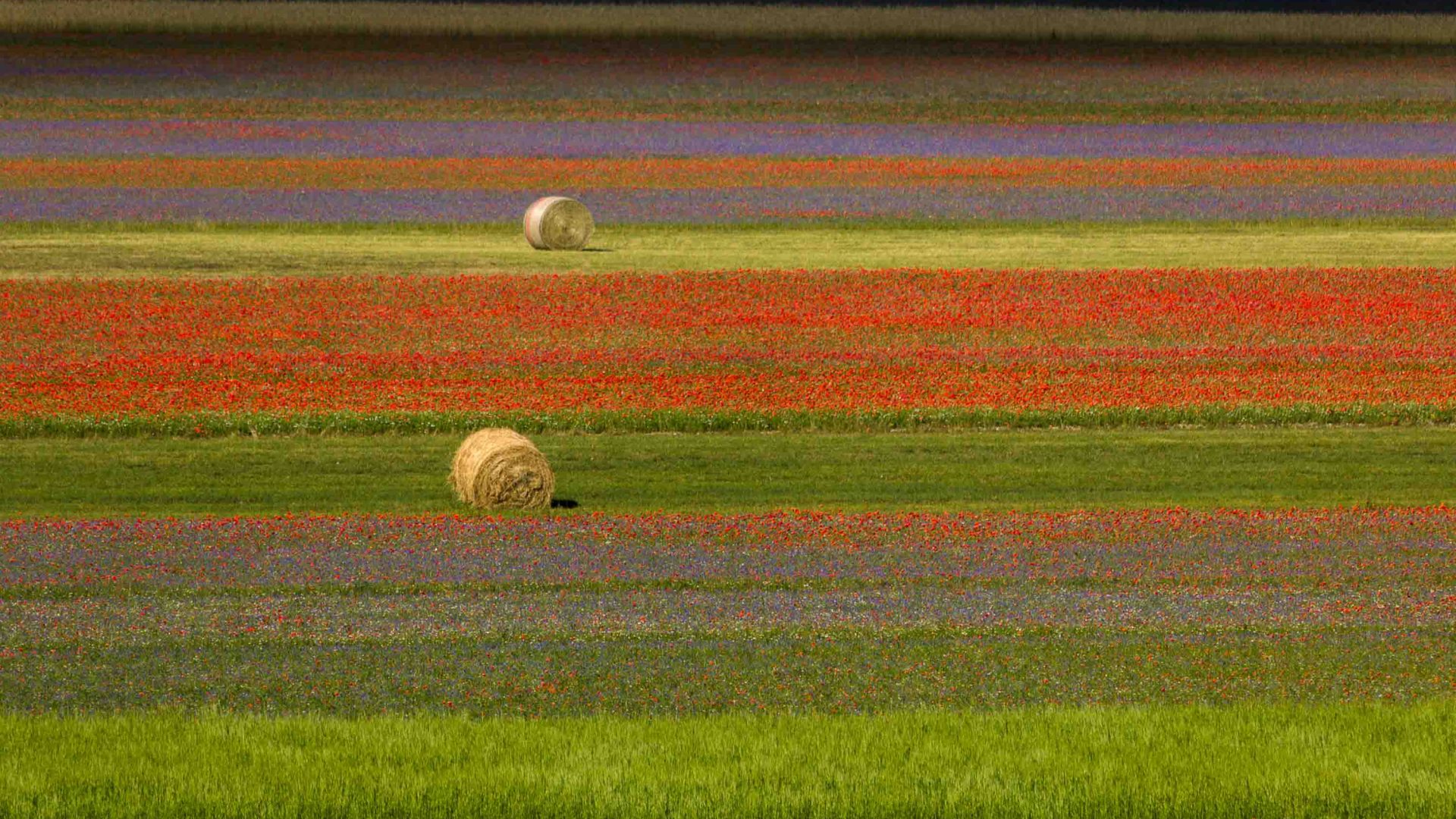 Rows of flowers are dotted with hay bales.