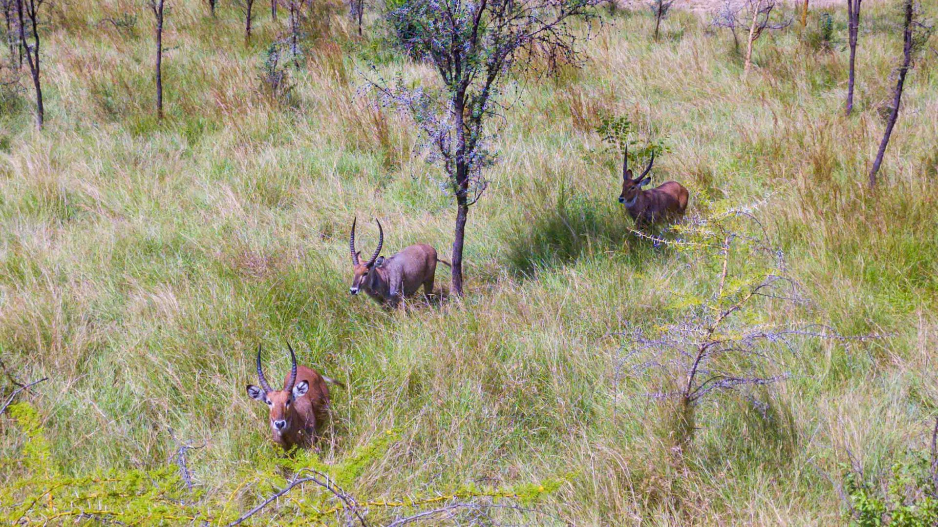 Antelope run through grasses.