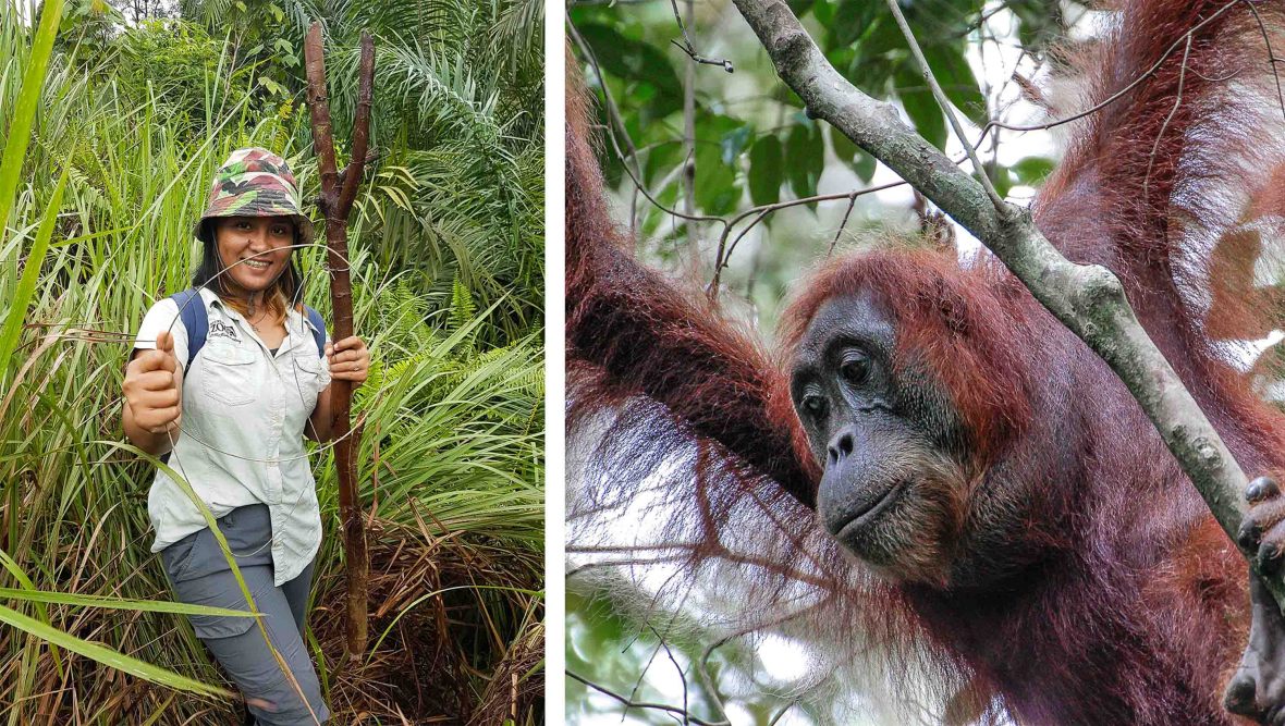 Left: A woman in a hat walks through long grass. Right: An orangutang swings from a tree branch.