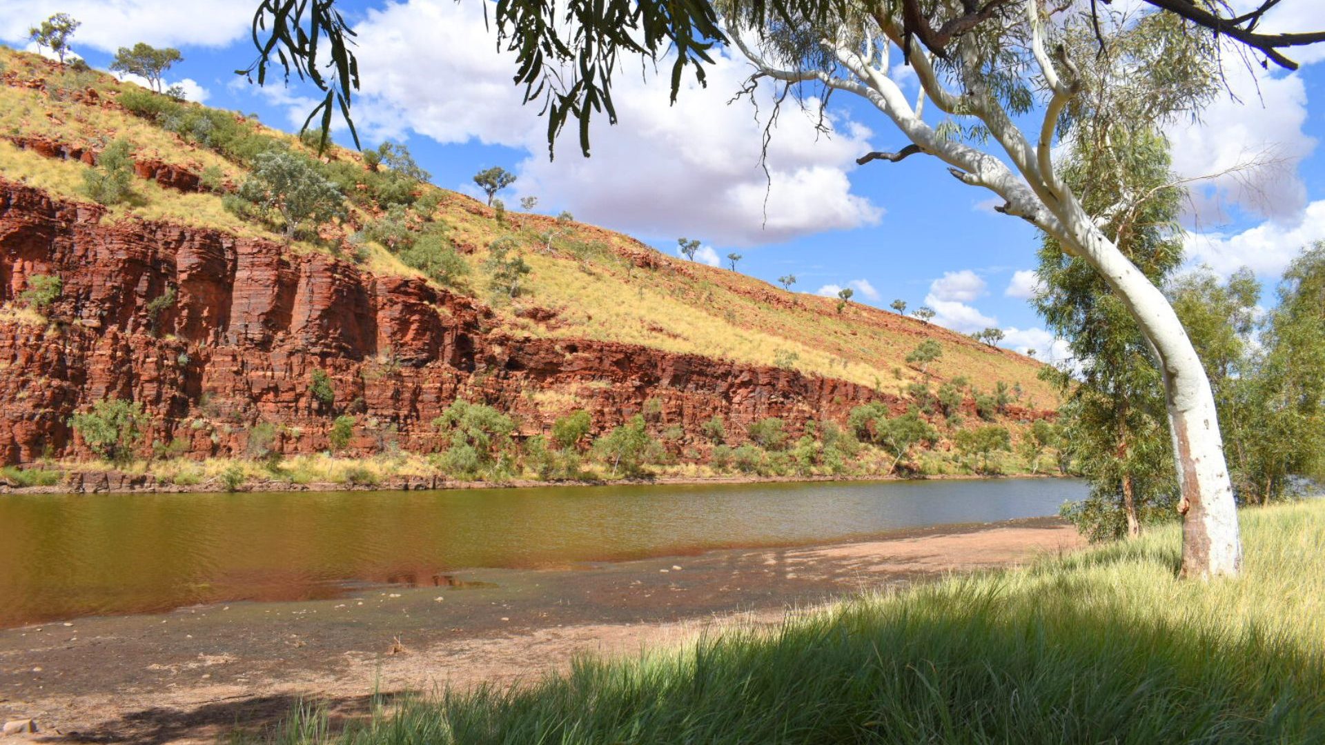 Eucalyptus tree, red rock gorge and green water