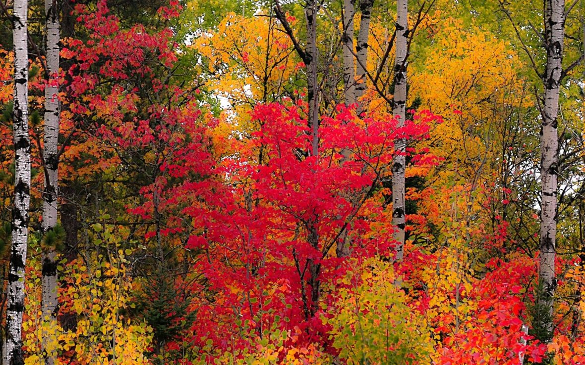 A close-up of fall trees with fiery red and yellowy gold leaves