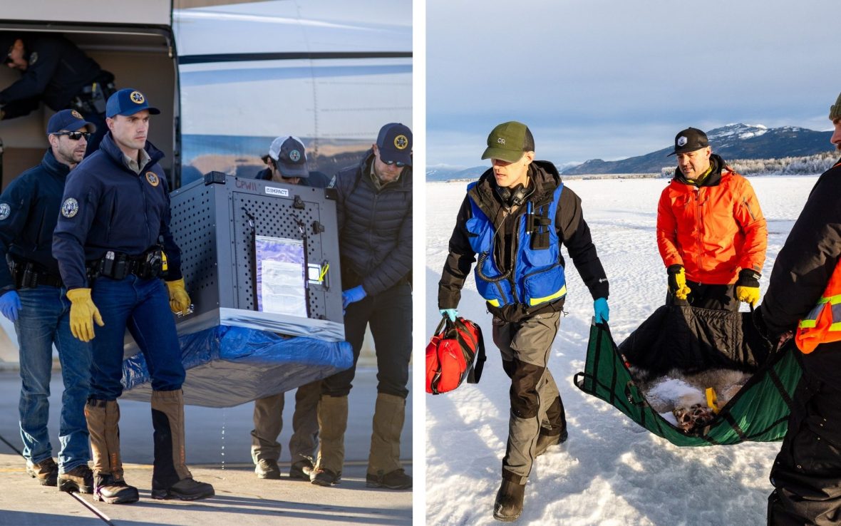 Left, wildlife handlers carry a large gray box with air holes, containing a live wolf. Right, the team carries a sleeping wolf in a sling. There is snow on the ground.
