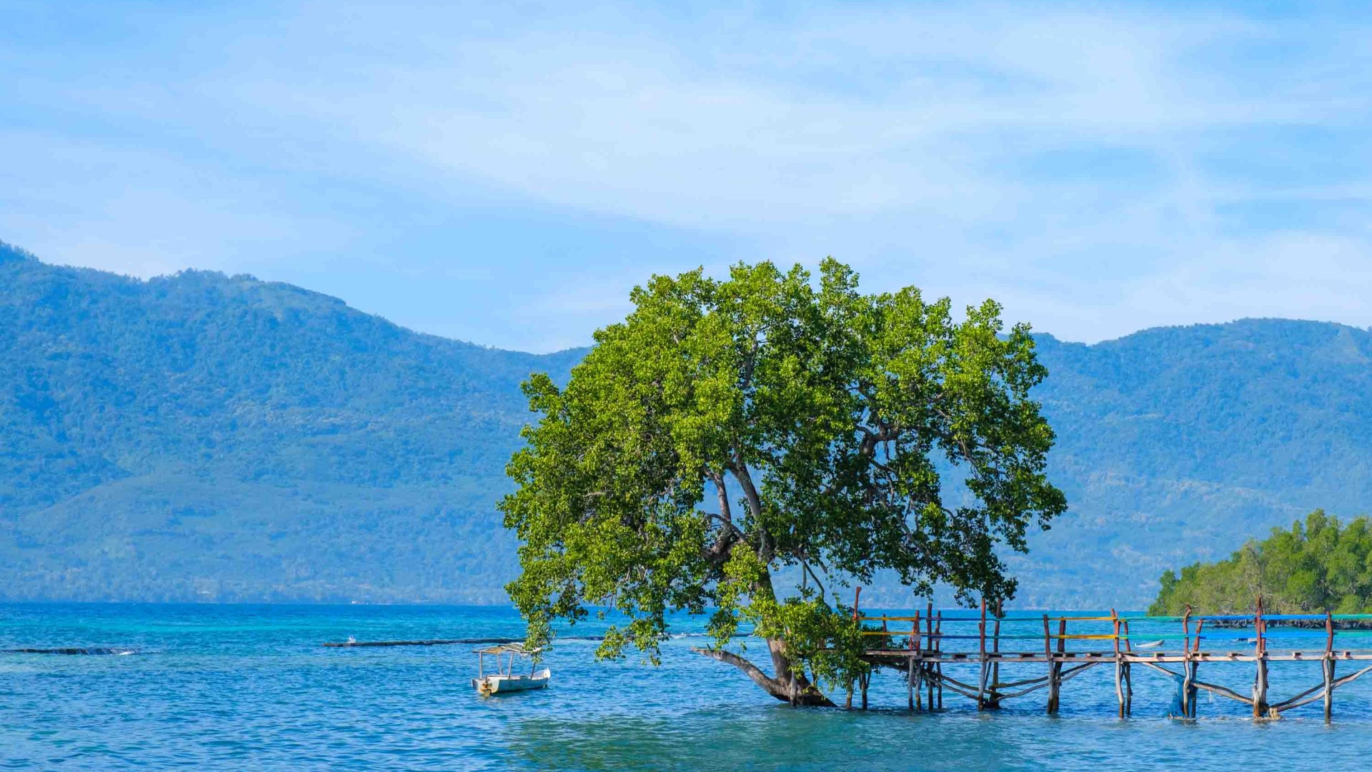 A mangrove tree in the water with mountain in the background.