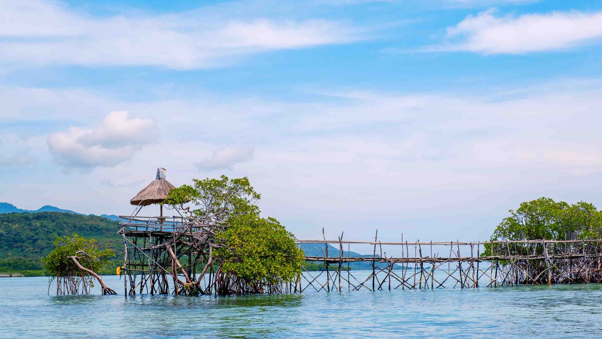 mangrove trees alongside a walkway and umbrella.