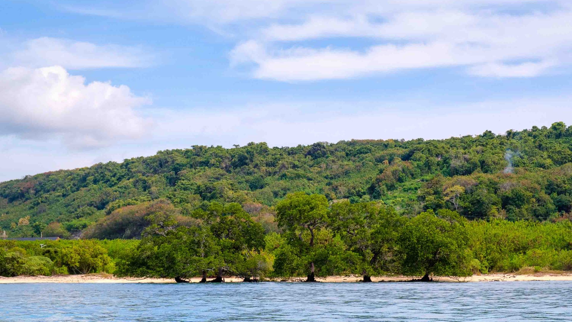 Mangroves line the shore of a sandy beach.