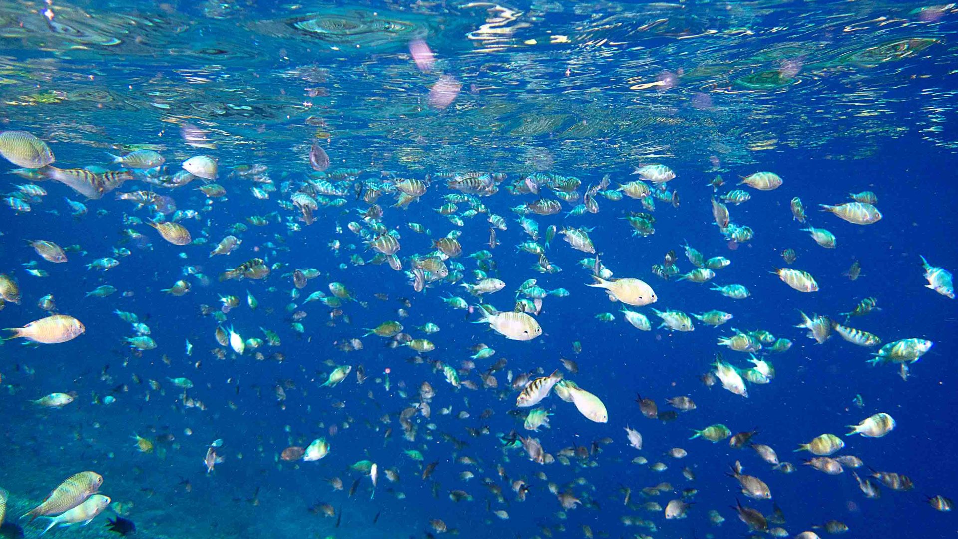 A school of fish swims in the blue sea.