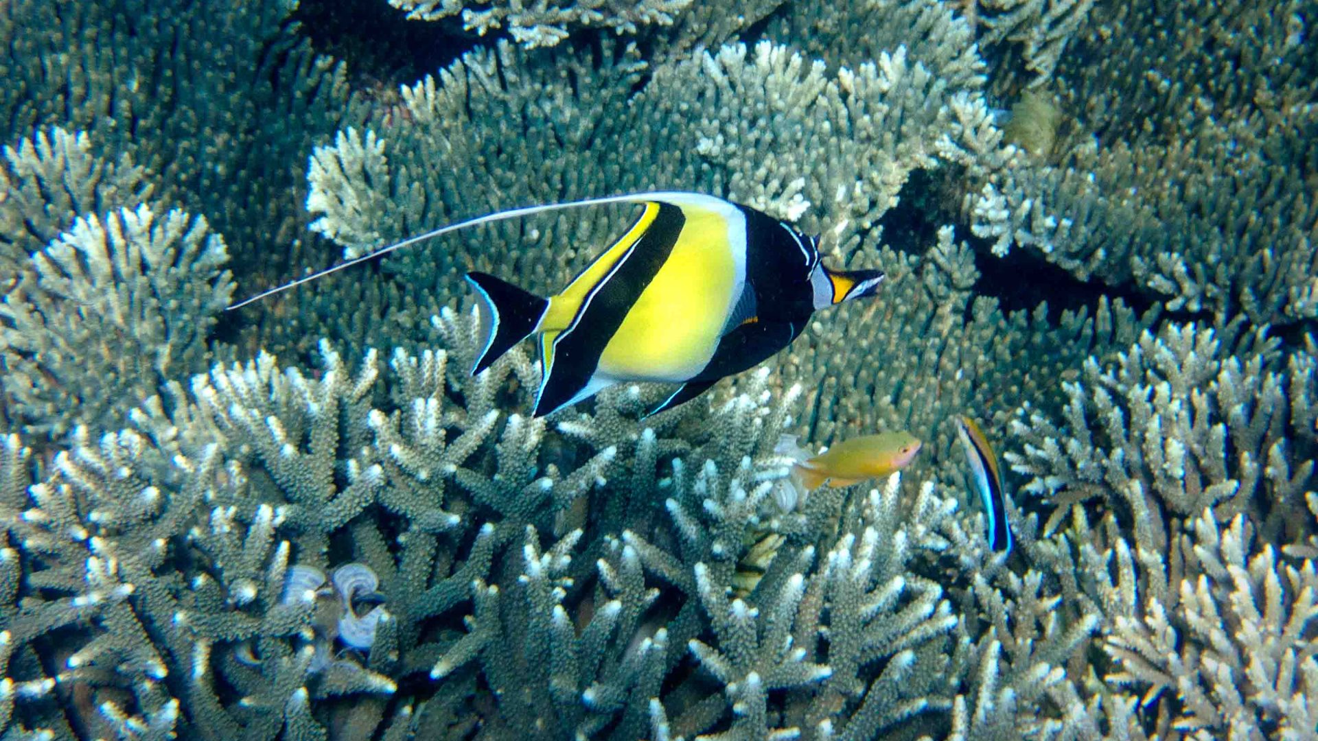 A yellow and black fish swims above some coral.