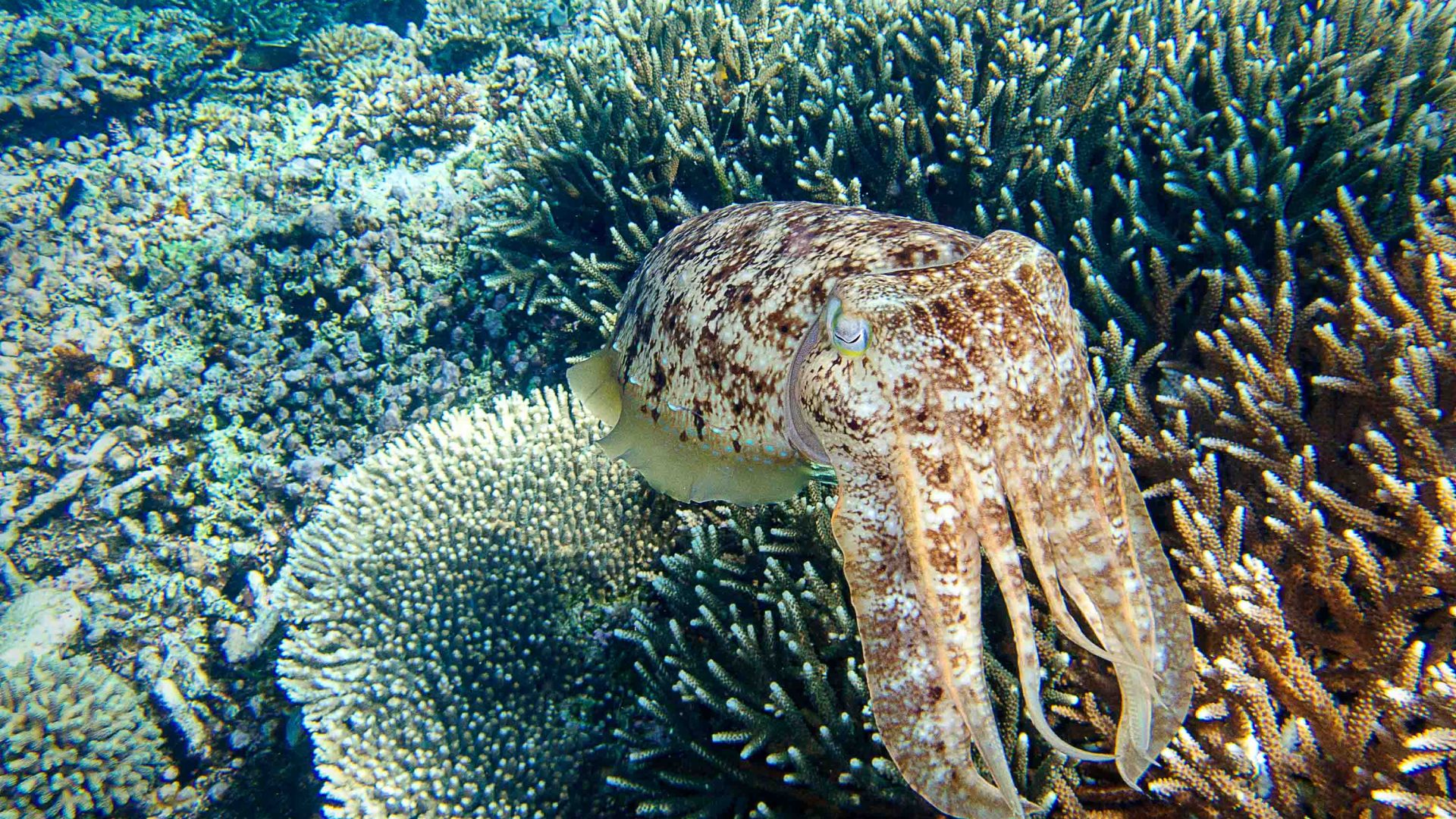 A brown marine creature alongside some coral and sea grass.