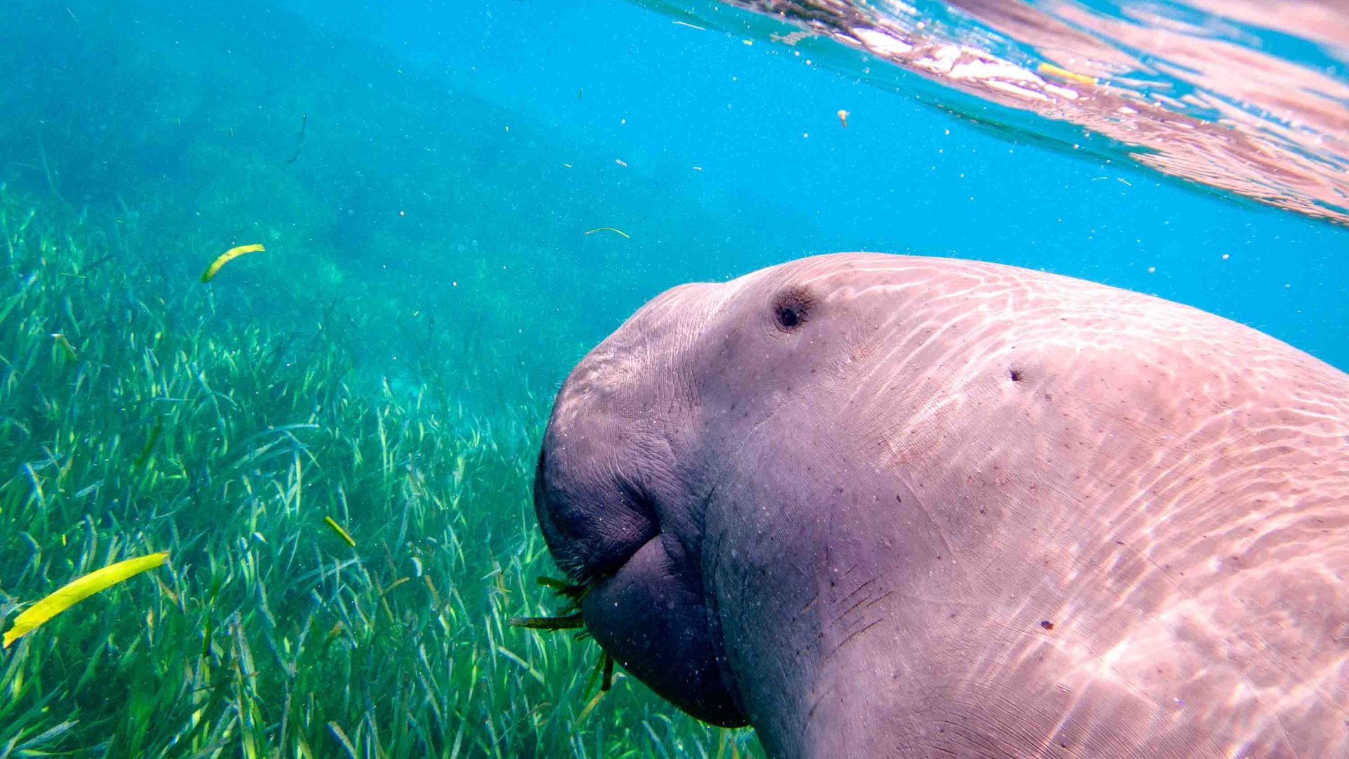 A dugong swims above some sea gasses.