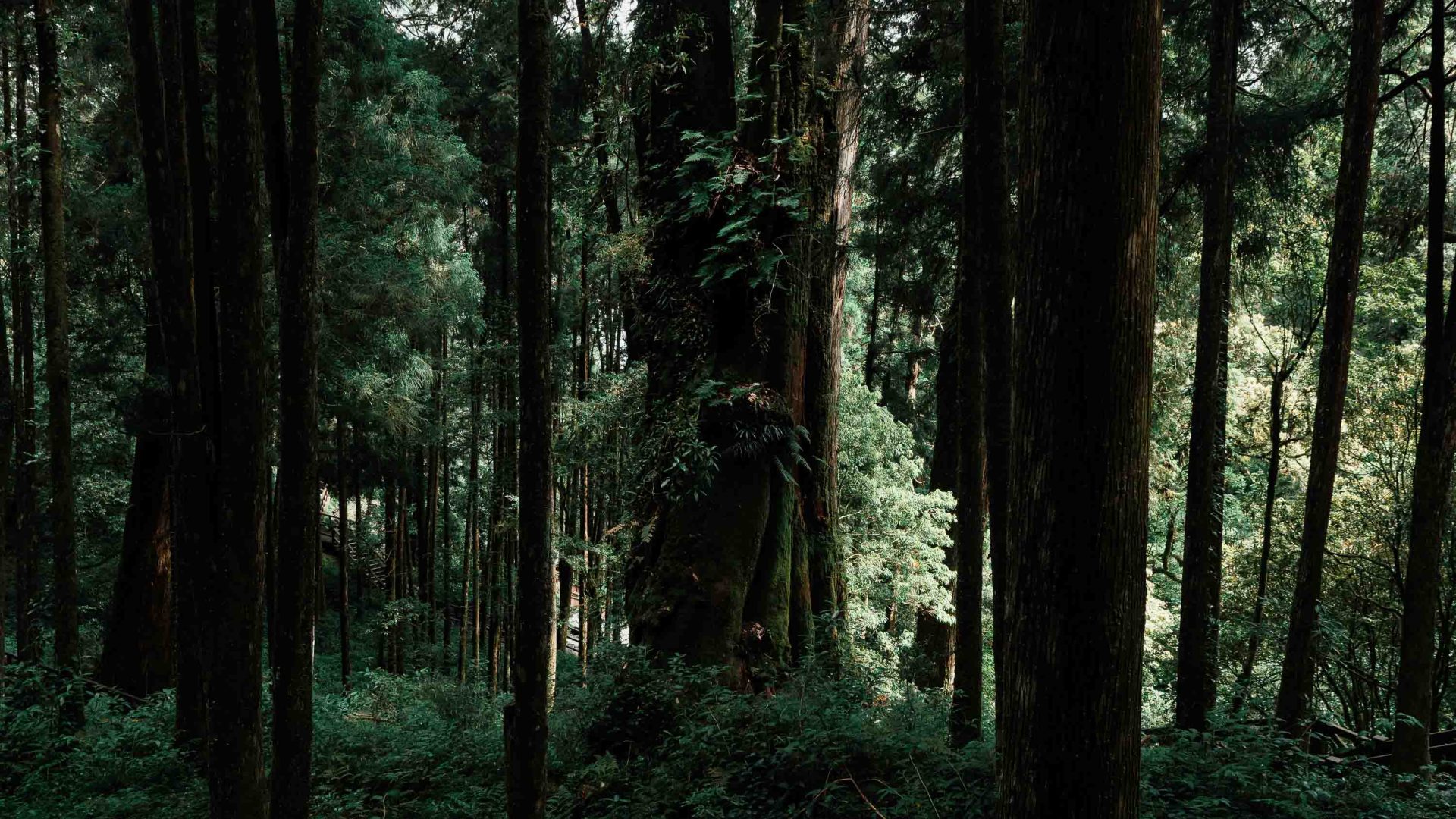 A person looks tiny below towering trees.