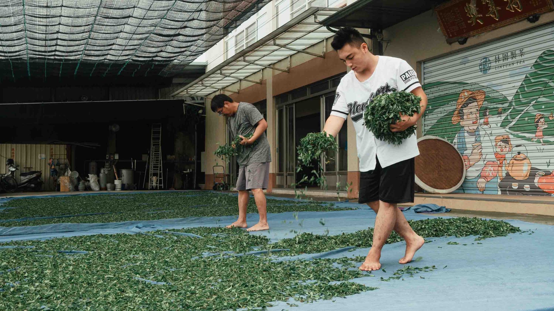 Two workers sort through tea leaves laid out on the ground.