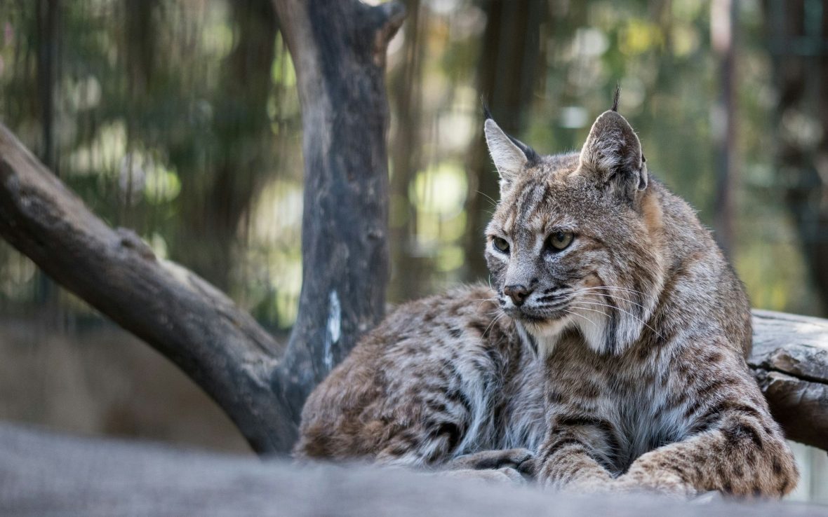 The missing lynx: Are big cats the solution European forests need?