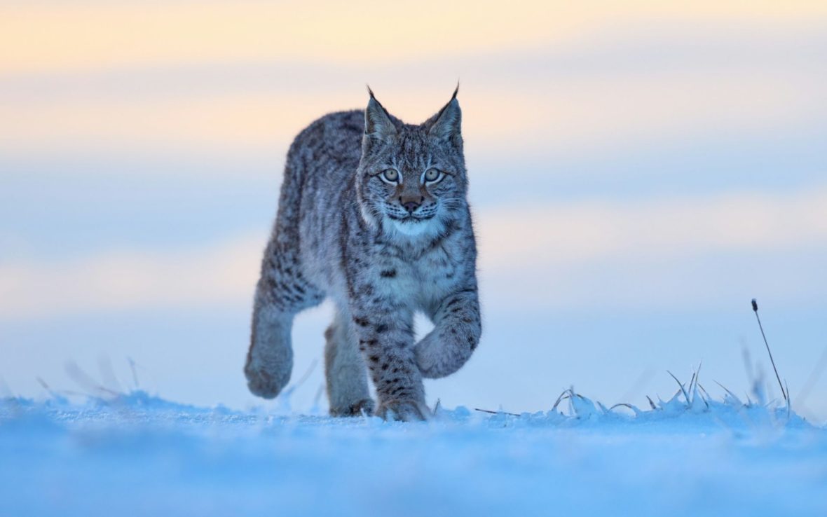 A lynx looks toward the camera as it walks through the snow at dawn or dusk.