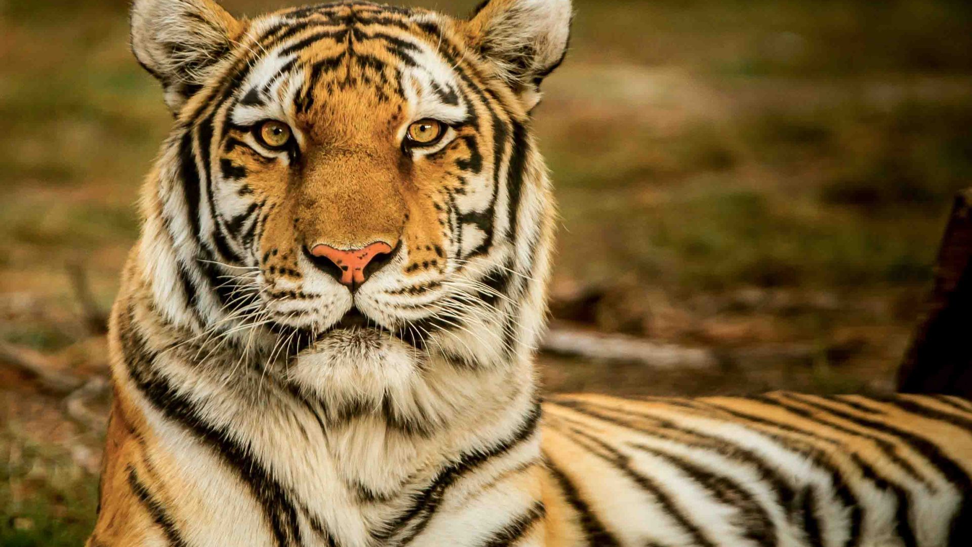 n Amur or Siberian tiger sits down and looks to camera.