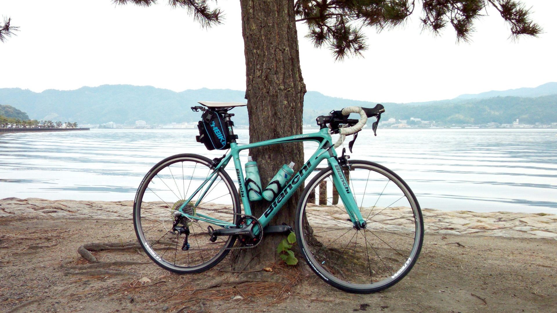A blue bike leans up against a pine tree